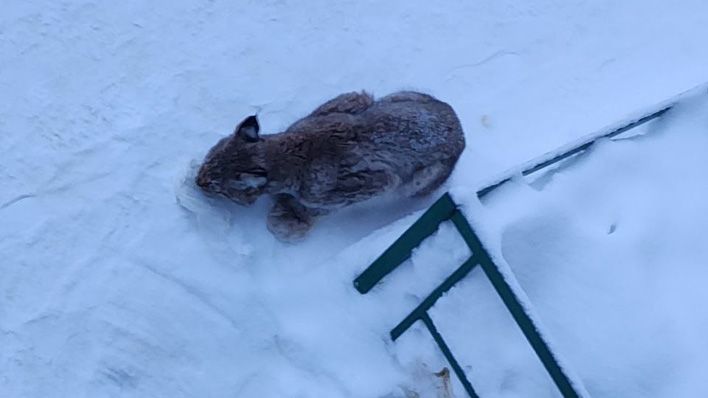 В Кирове поймали рысь, которая гуляла по юго-западу