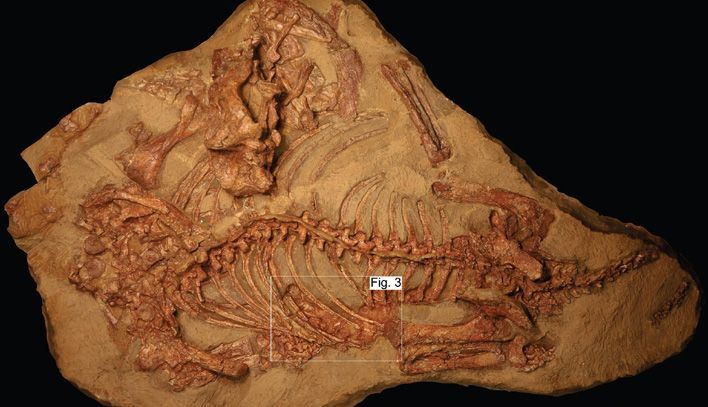 Кировские палеонтологи рассказали, чем питались «вятские крокодилы»