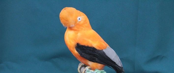 Новая выставка Кировского зоологического музея