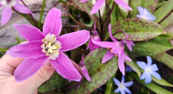 В Кирове расцвел съедобный монгольский цветок