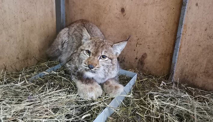 Пойманная в Кирове рысь выздоравливает