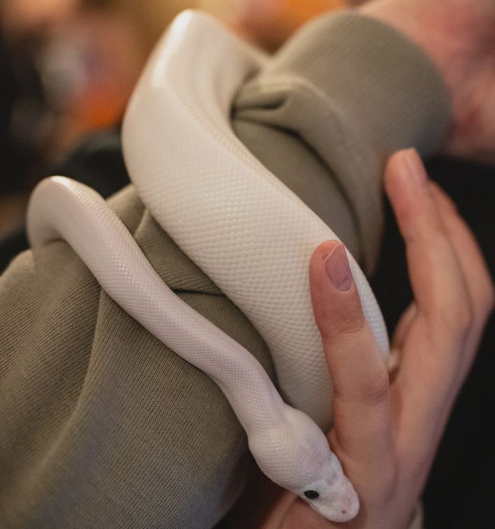 В Кирове прошла выставка-встреча любителей рептилий