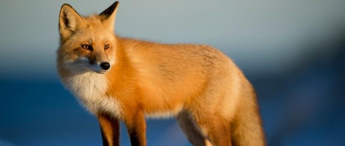 В Кирове зарегистрированы случаи заходов диких плотоядных животных 