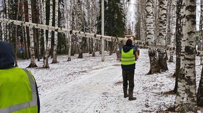 Сильный ветер повалил деревья в кировских парках