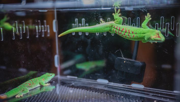 В Кирове прошла выставка-встреча любителей рептилий