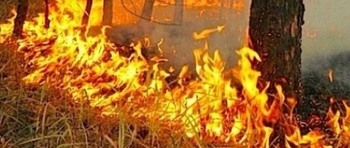 Профилактика преступлений, связанных с умышленным поджогом лесов