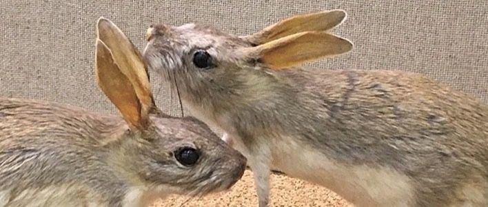 В зоологическом музее открылась выставка «Эти удивительные животные»