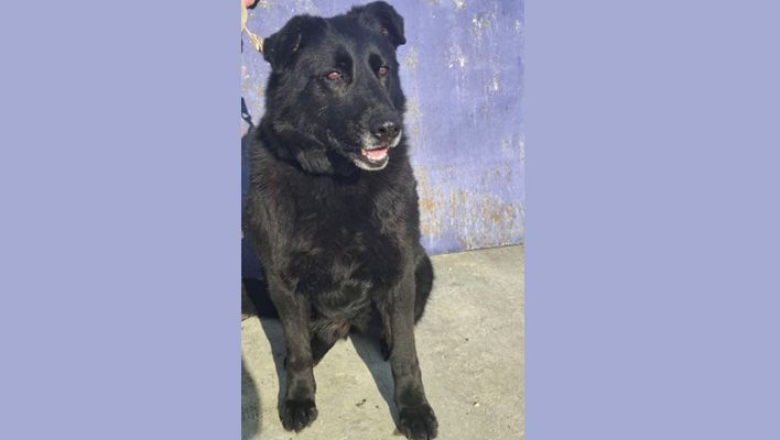 Кировские полицейские ищут хозяев для овчарки Ирмы