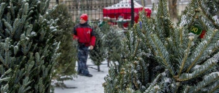 В Кирове открыт пункт приёма на утилизацию живых новогодних елей