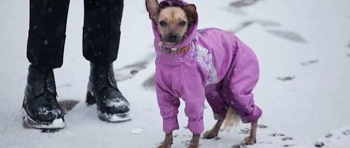 Памятка по содержанию домашних животных 