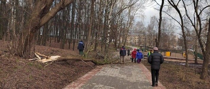 В парке имени С. М. Кирова убирают аварийные деревья
