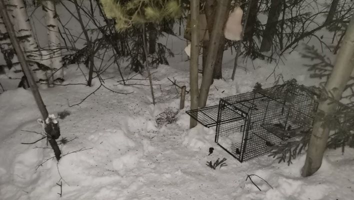 В Кирове поймали рысь, которая гуляла по юго-западу