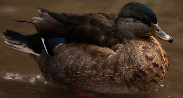 В Кировской области составили топ-5 самых популярных птиц