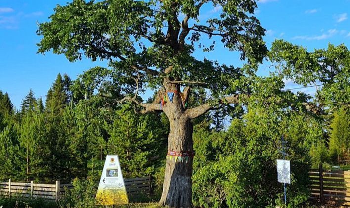 В Кировской области выберут дерево года