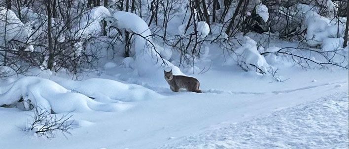 На дороге под Кировом заметили рысь