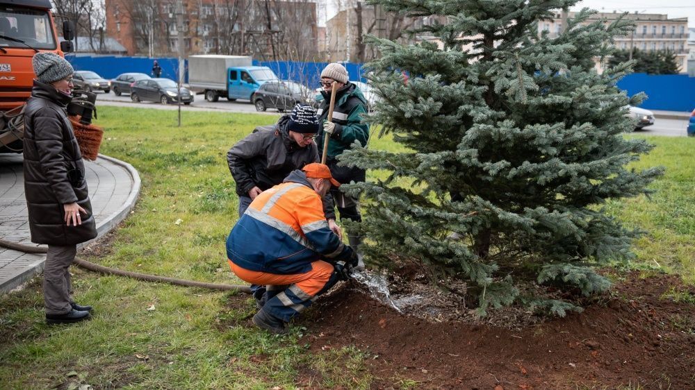 Новый облик города: озеленение областного центра продолжается