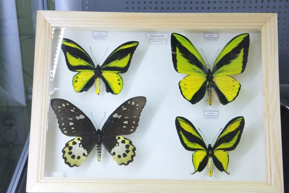 Уникальная коллекция бабочек в городском зоологическом музее