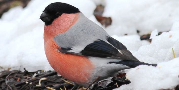 Самыми популярными птицами Кировской области стали чечётка и снегирь