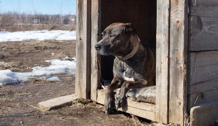 В Кирове проходит акция в поддержку приютов для животных