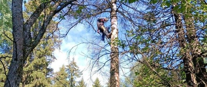 С территорий кировских кладбищ убраны более 450 аварийных деревьев