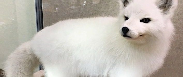 В зоологическом музее открылась выставка «Эти удивительные животные»