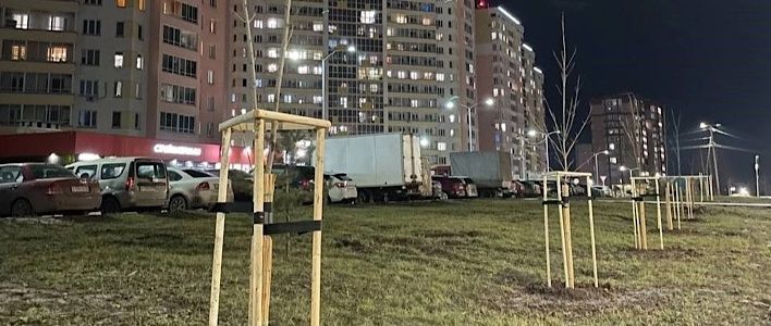 В Кирове высадили более 6 тысяч деревьев и кустарников