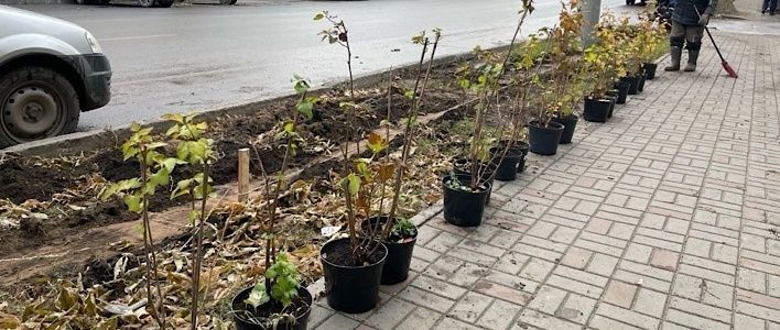  В Кирове продолжается высадка деревьев 
