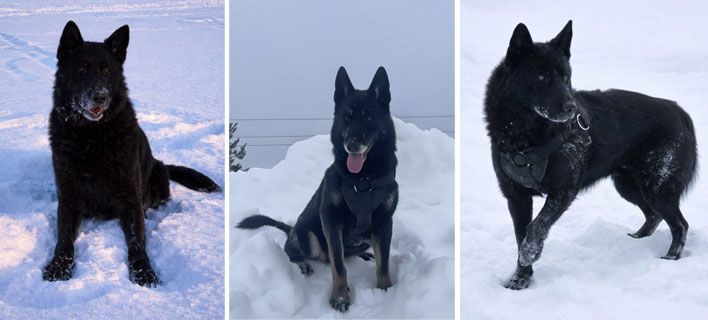 Кировские полицейские ищут добрые руки для трех овчарок