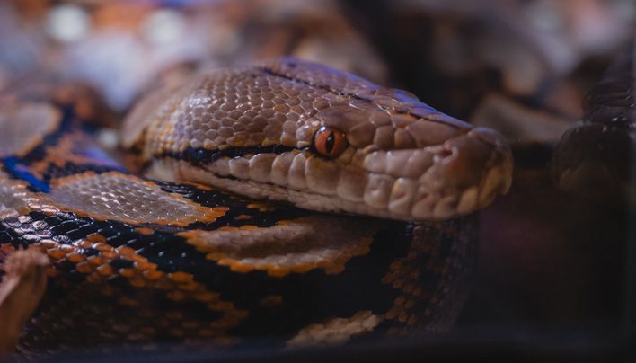 В Кирове прошла выставка-встреча любителей рептилий