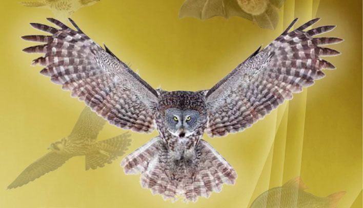 В Кирове вышел новый «Аннотированный список позвоночных животных»