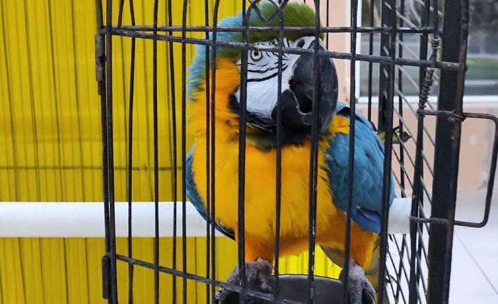 В Кирове выявили нарушения в работе контактного зоопарка