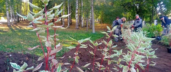 В Кирове продолжается высадка деревьев и кустарников