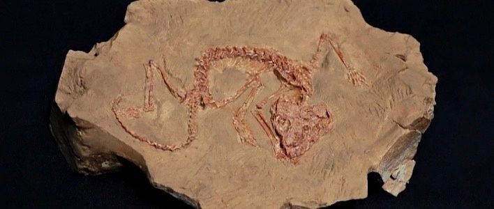 Кировчан приглашают на уличную выставку парейазавров