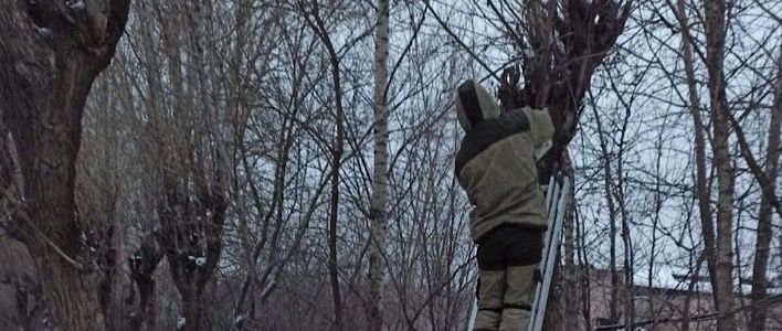 В Кирове проводится санитарная обрезка деревьев