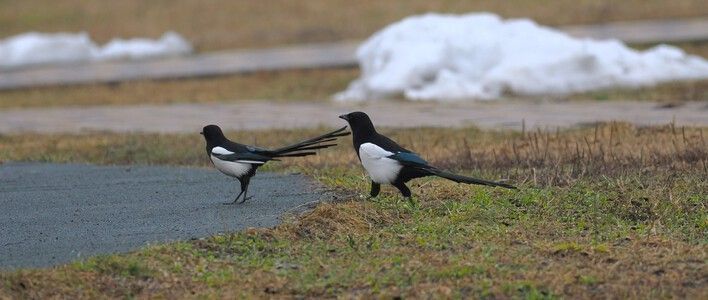 Кировчан приглашают принять участие в опросе на тему «Птицы в городе — добро или не очень..» 