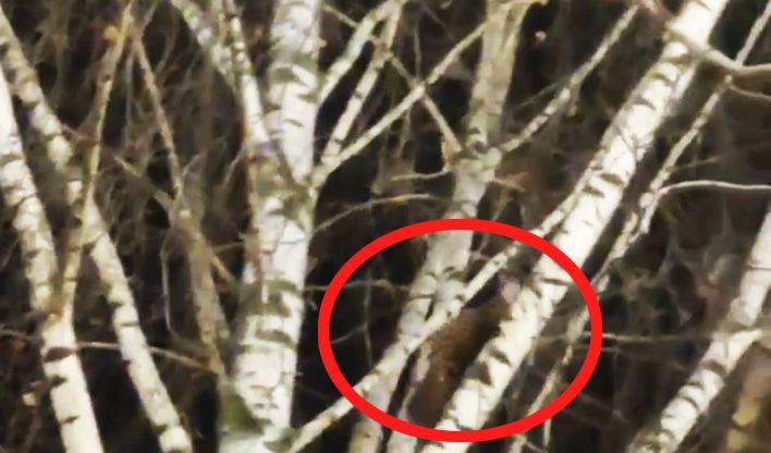 В центре Кирова заметили куницу