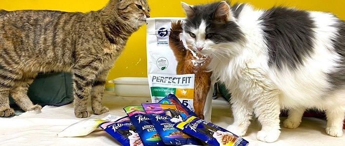  В Кирове завершилась благотворительная акция «Мокрый нос»