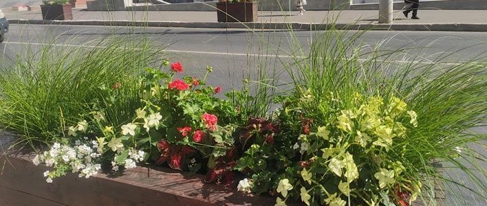 В Кирове продолжается высадка деревьев и кустарников