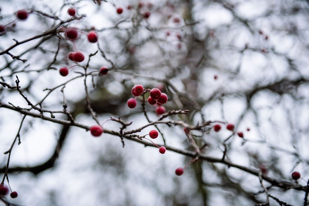 На Октябрьском бульваре высаживают деревья