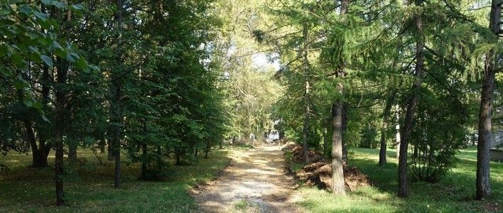 В парке имени С.М. Кирова проходит вырубка деревьев 