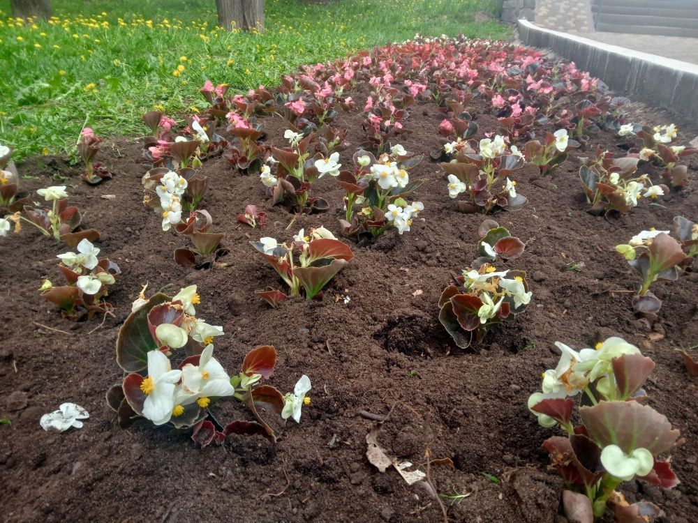 Ко Дню города в Первомайском районе высадят 17 тыс. цветов.