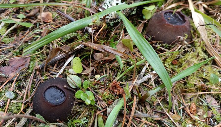 В лесах Кировской области вырос «ведьмин котелок»