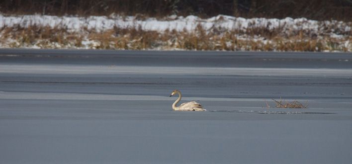 В Кировской области составили топ-5 самых популярных птиц