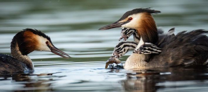 Кировчан приглашают на конкурс, посвященный птице года