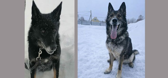 Полиция Кирова ищет хозяев для служебных собак