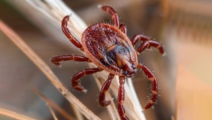 Кировчанам напомнили о клещах