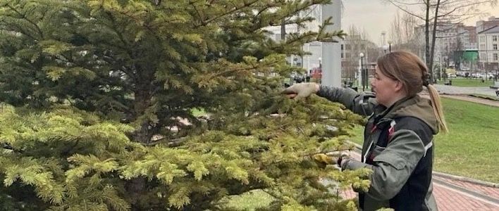 Сквер Трудовой славы преобразился благодаря новым зеленым насаждениям 