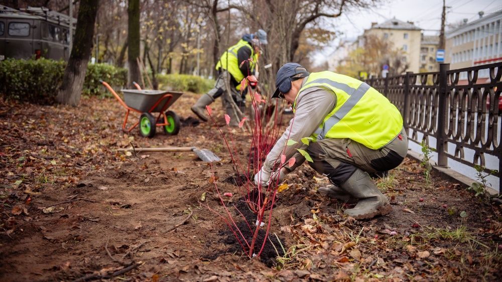 На Октябрьском бульваре высаживают деревья