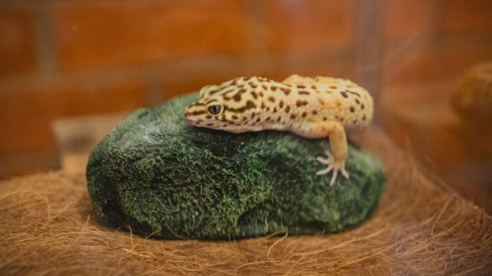 В Кирове прошла выставка-встреча любителей рептилий