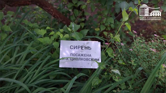 В Кирове посадили сирень, которую вырастил Циолковский
